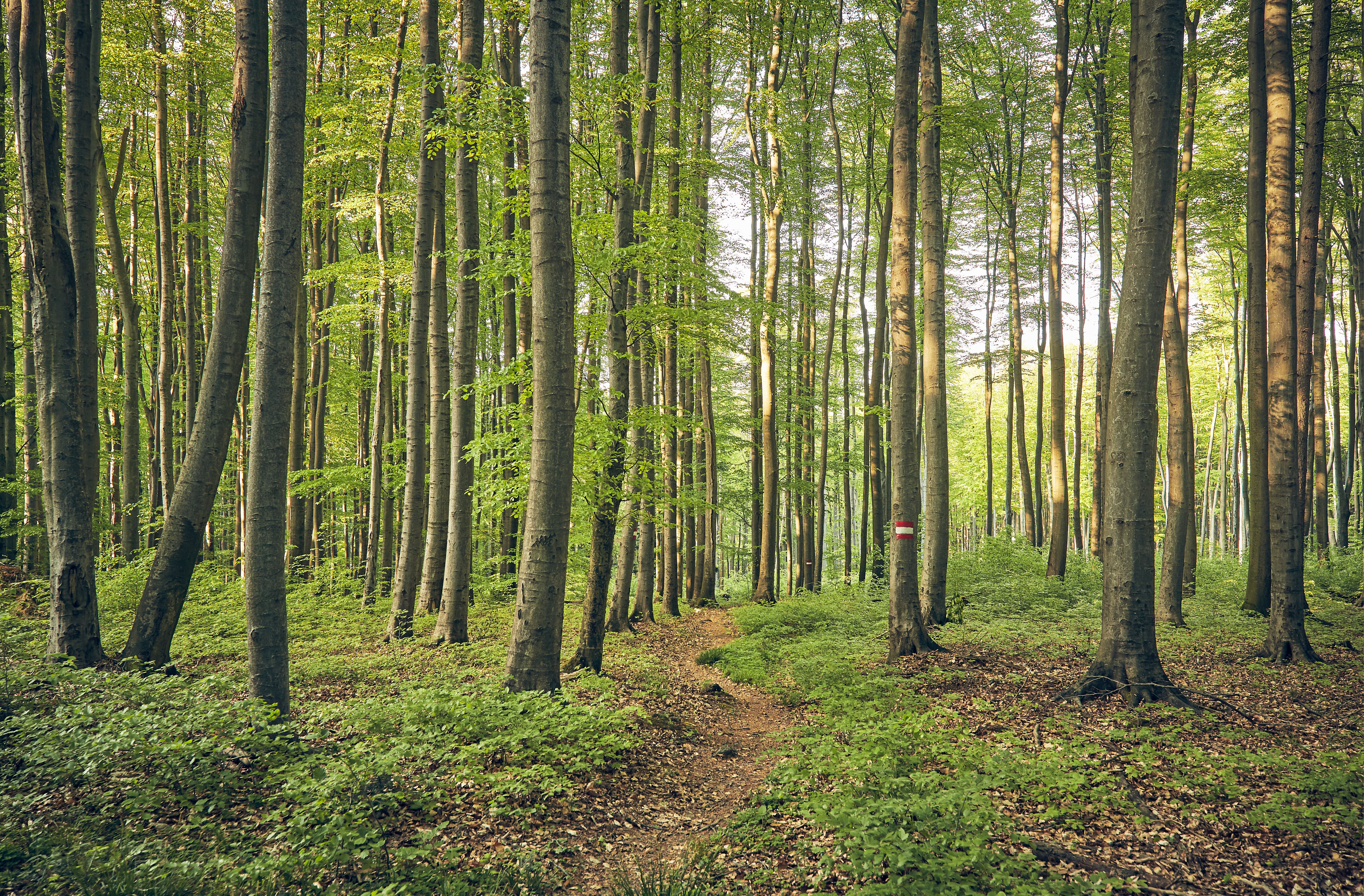 Ein sanfter Pfad schlängelt sich durch den üppigen Buchenwald, wo das Sonnenlicht sanft durch das dichte Blätterdach fällt. Die frische, klare Luft und das sanfte Rascheln der Blätter laden dazu ein, die Seele baumeln zu lassen und die Schönheit der Natur zu genießen.