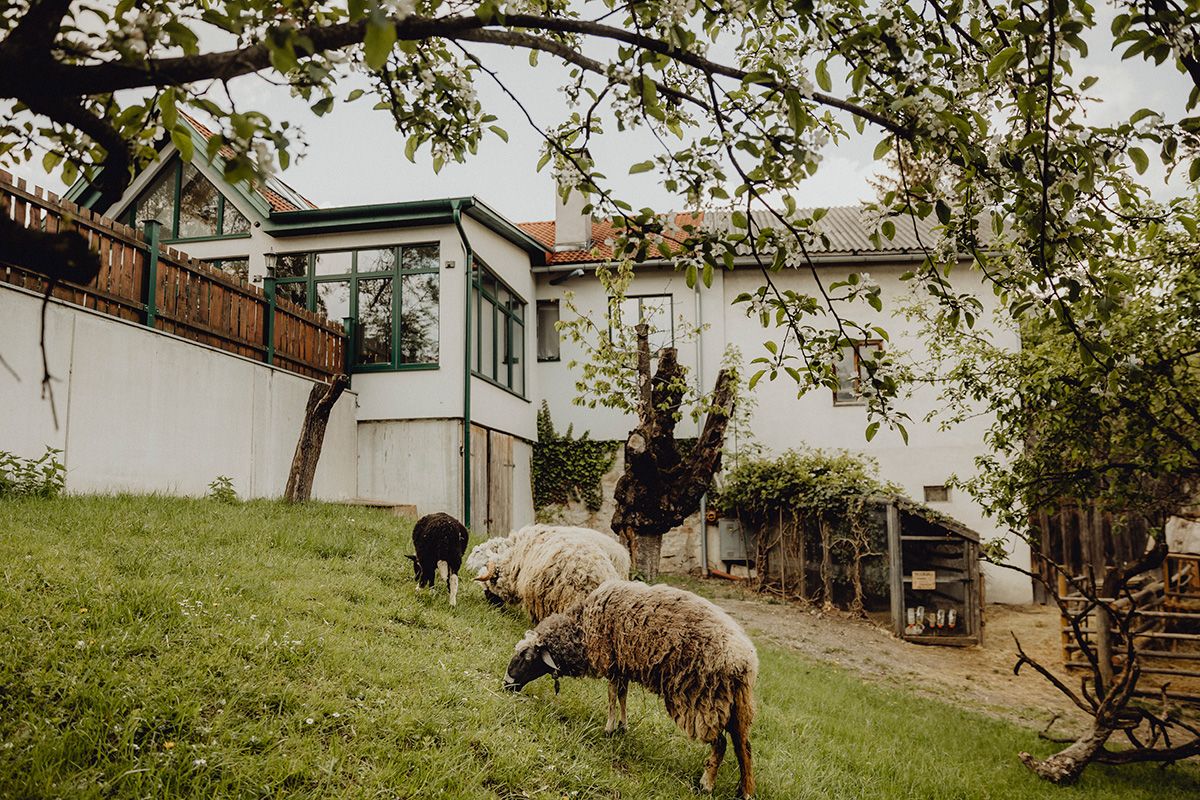 Schafe grasen auf einer Wiese vor einem Haus mit Holzveranda.