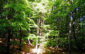 A sun-drenched forest with a small pond in the foreground.
