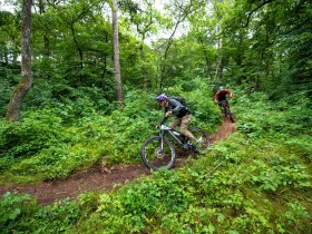 Anninger, Krauste Linde, &copy; Wienerwald Tourismus GmbH / Milo&scaron; &Scaron;t&aacute;fek