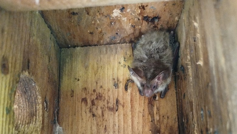 Bechsteinfledermaus, © oebf/Claudia Kubista