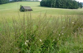 Landschaft mit Wiese, kleinem Holzschuppen und Wald im Hintergrund.