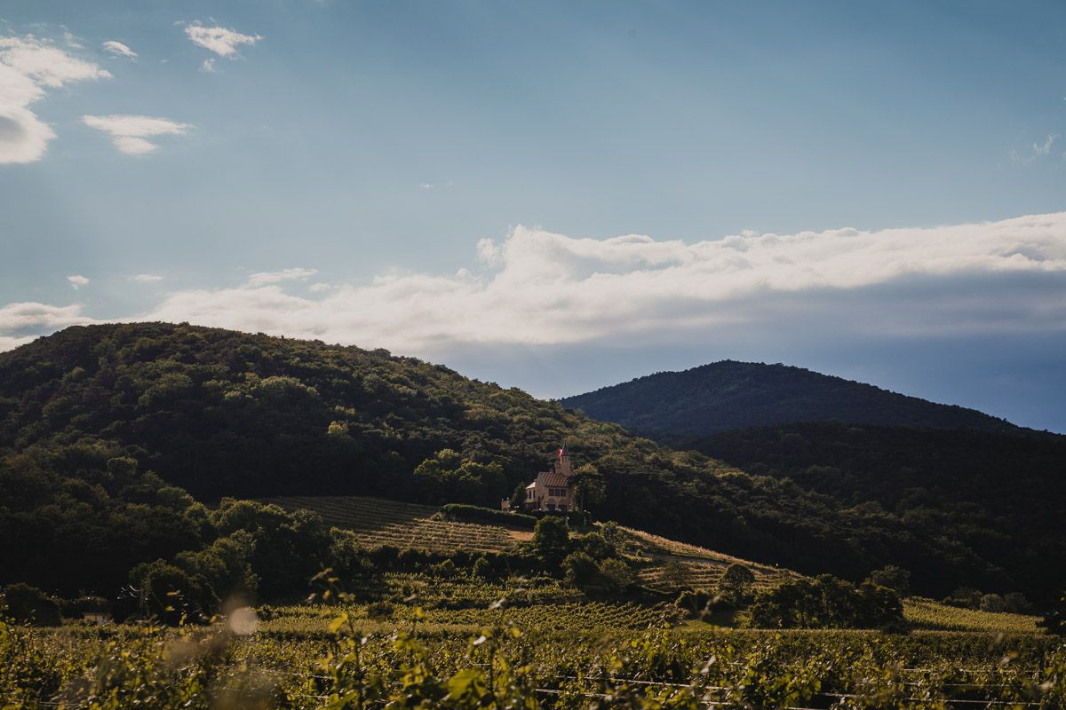 Sooßer Weinberge umhüllt von reifen Rebenstöcken und Sommerlandschaft. Auf dem Bild ist auch der Lausturm in Sooß zu sehen.