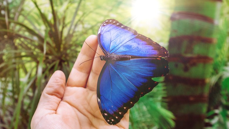 Besuchen Sie auch die Schmetterlingwelt, © Dumba Park_Kopp