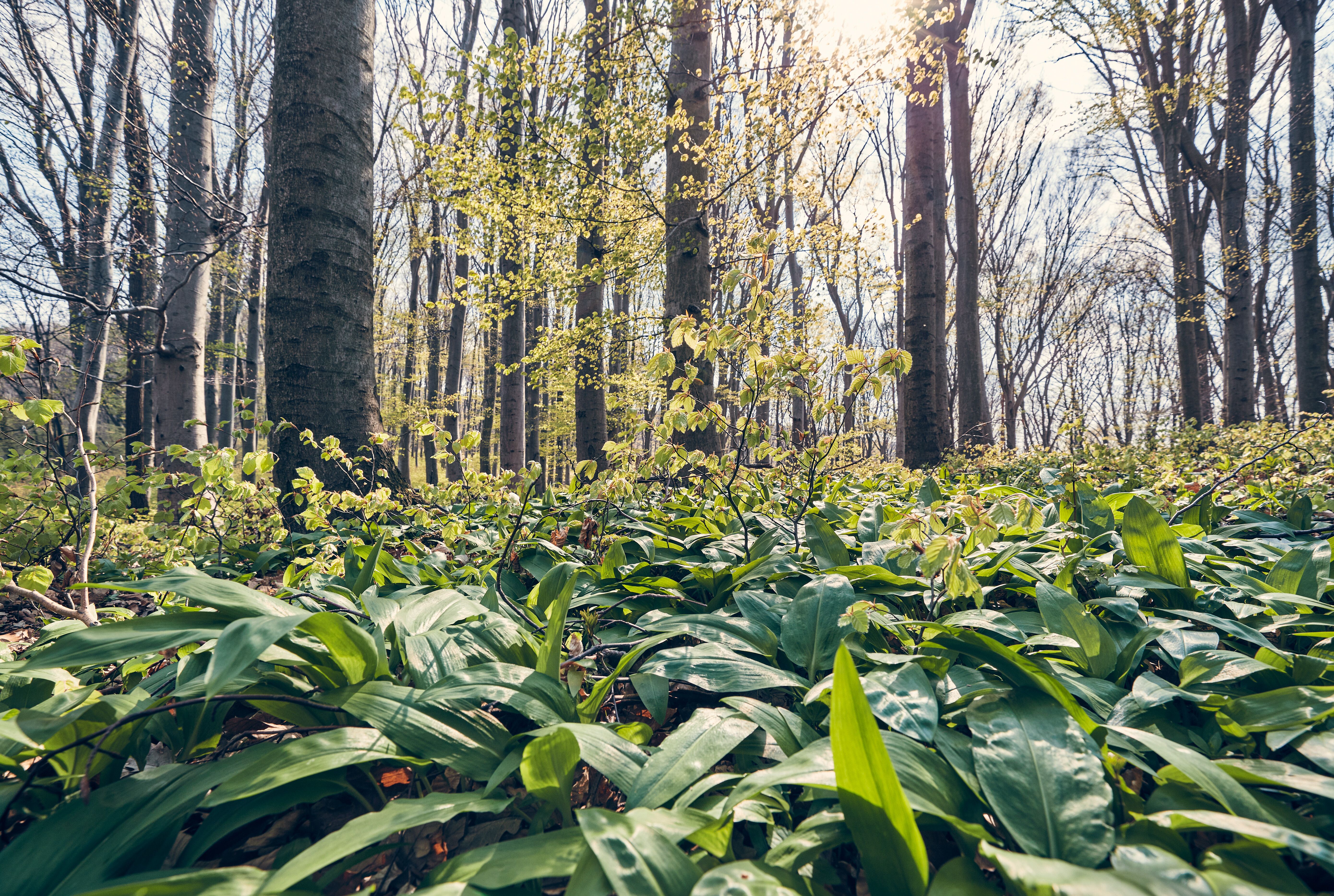 Im Frühling erblüht der Wald in einem satten Grün, während der verführerische Duft von Bärlauch die Luft erfüllt. Die sanften Sonnenstrahlen durchdringen das Blätterdach und schaffen eine magische Atmosphäre, die zum Verweilen einlädt. Ein Spaziergang durch diese idyllische Landschaft verspricht unvergessliche Erlebnisse in der Natur.