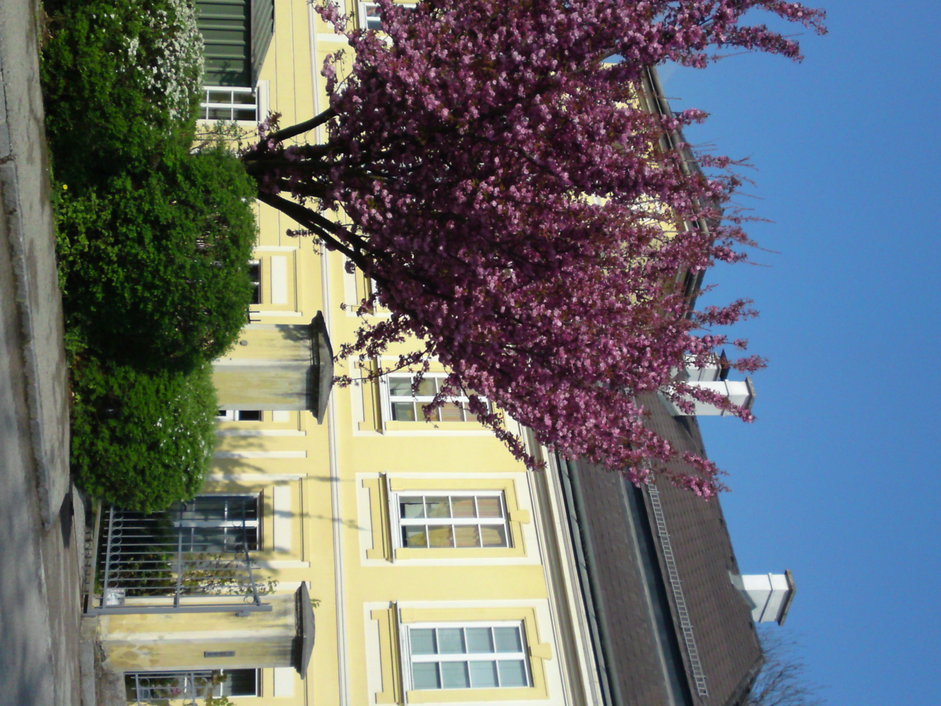 Gelbes Gebäude mit blühendem Baum im Vordergrund und blauem Himmel.