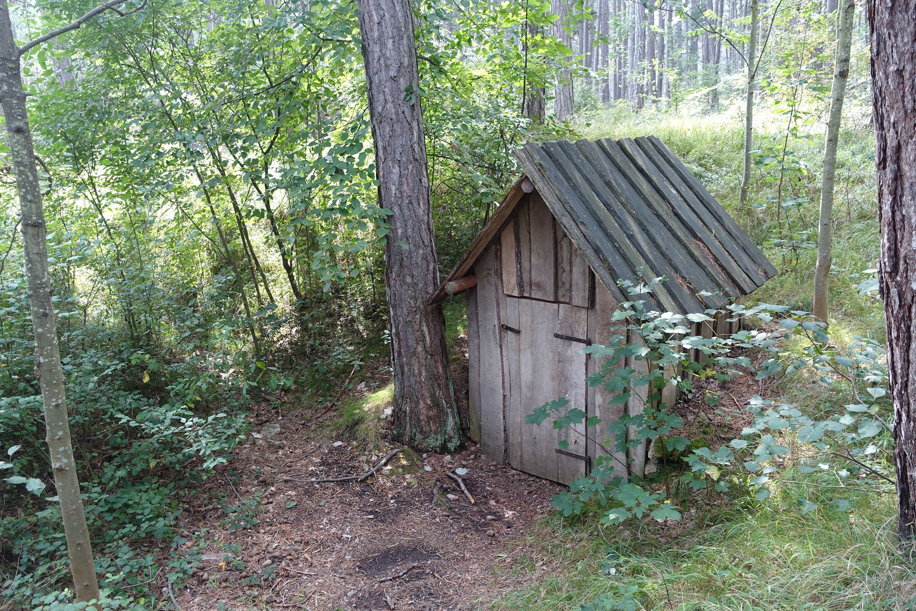 Ein Pfad in einem Wienerwaldstück, geprägt von intensiven Nadel- und Holzduft. Mondförmige Einkerbungen an Schwarzföhren zeugen von ehemaliger Harzgewinnung.