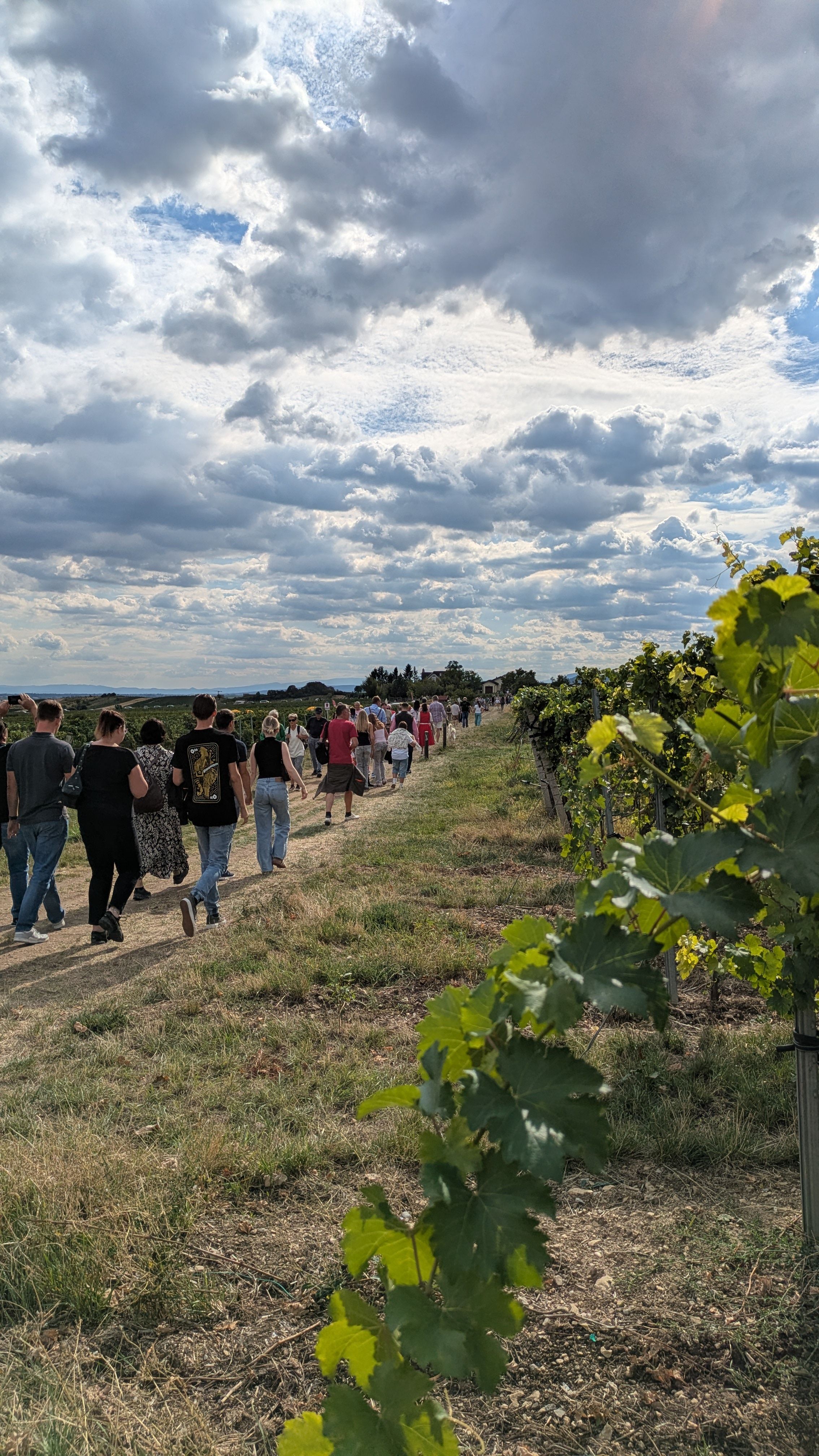 Zahlreiche Wander:innen schlendern bei angenehmen Sommertemperaturen und leichter Bewölkung entlang der Weingärten am 1. Wiener Wasserleitungswanderweg.