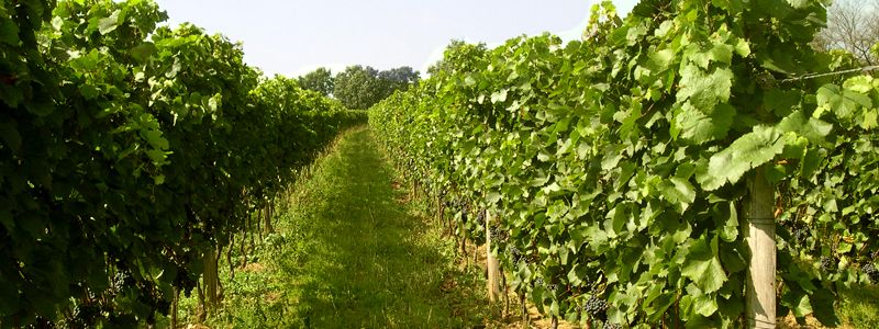 Reihen von grünen Weinreben in einem Weinberg.