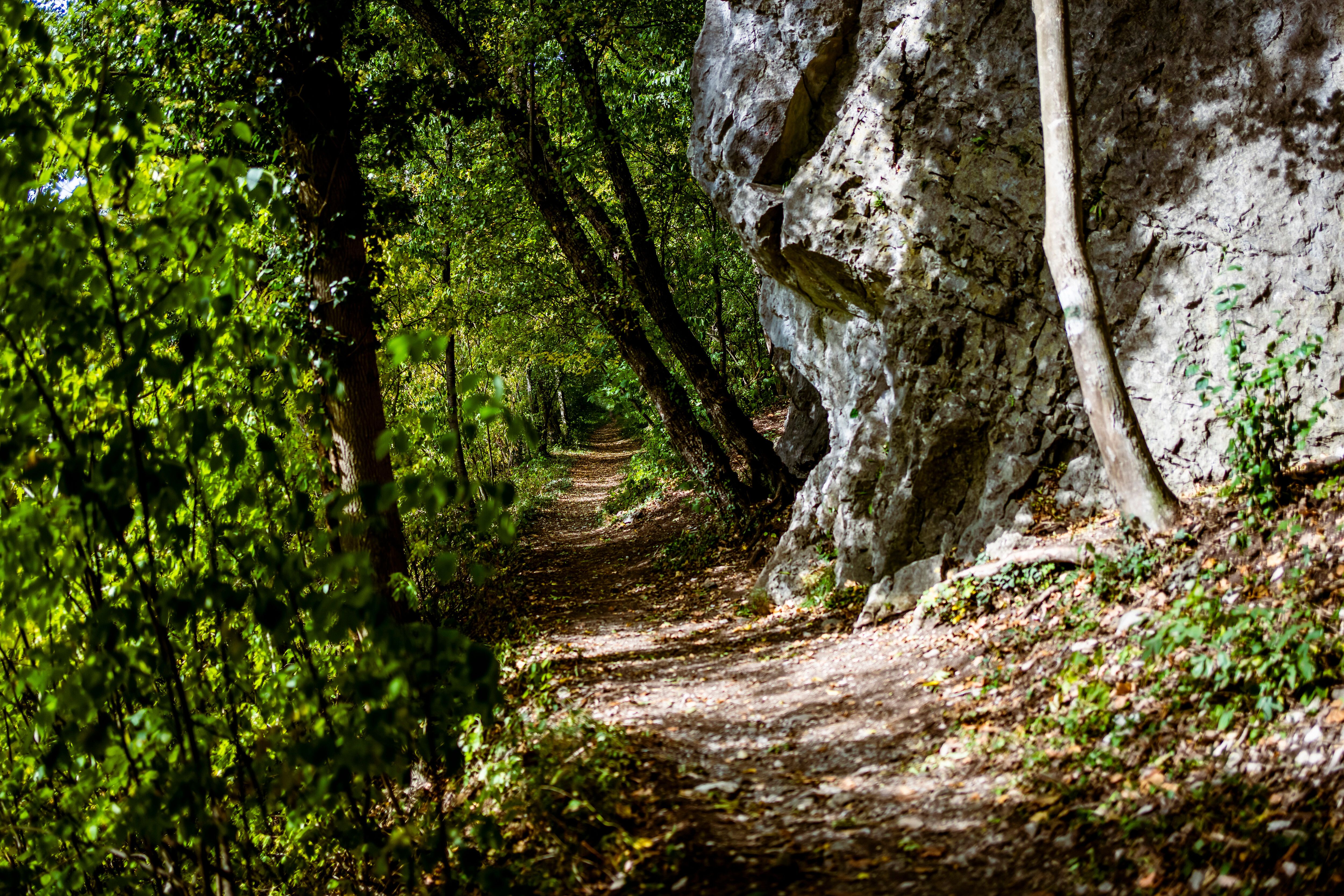 Ein malerischer Wanderweg schlängelt sich durch das grüne Helenental, umgeben von majestätischen Bäumen und sanften Felsen. Die warmen Sonnenstrahlen durchdringen das Blätterdach und schaffen eine einladende Atmosphäre für Naturliebhaber und Erholungssuchende.