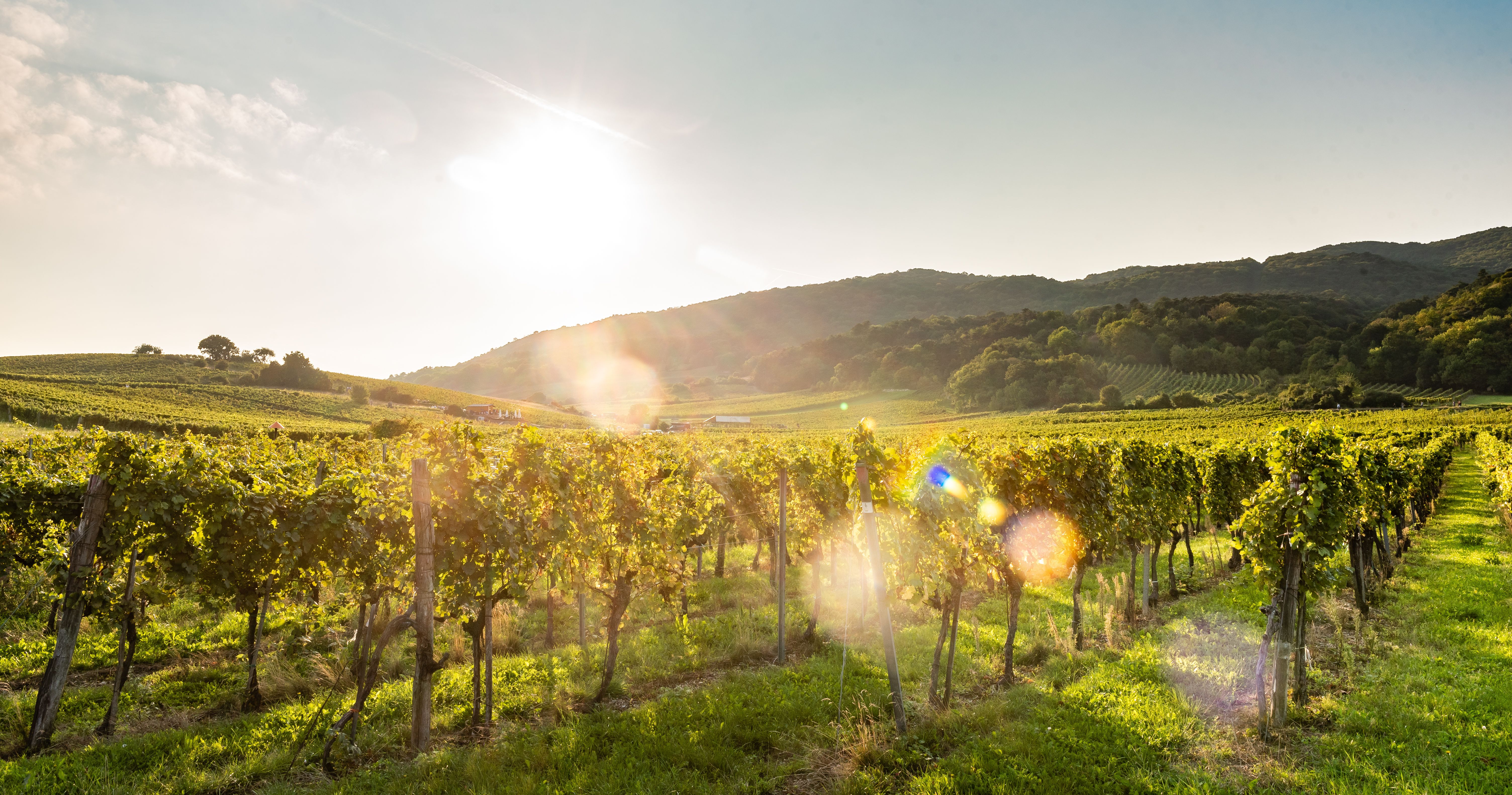 Weinberge Baden