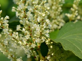 Staudenknöterich, © Wienerwald Tourismus GmbH / G.Waiss