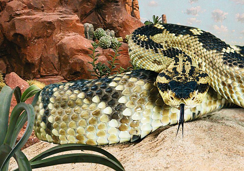 Eine große Schlange mit gemusterten Schuppen liegt auf sandigem Boden vor einer felsigen Kulisse.