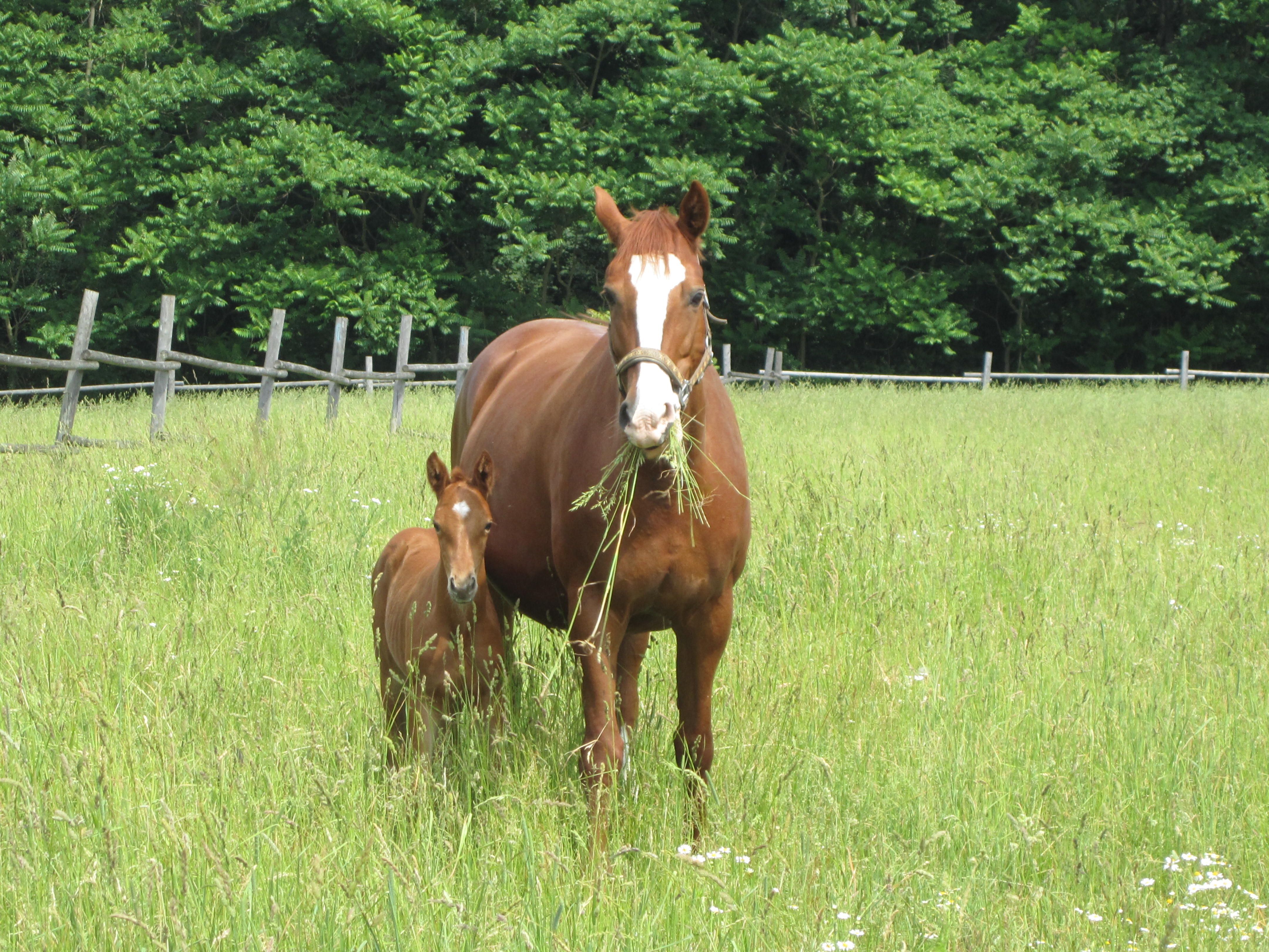 Eine Stute und ihr Fohlen stehen auf einer grünen Wiese vor einem Wald.