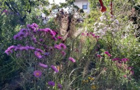 A blooming garden with purple and pink flowers, surrounded by green plants and a house in the background.