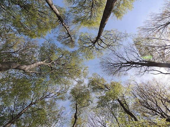 Soothing Vienna Woods, &copy; buchenwald_cr_patricia-lechner_verkleinert