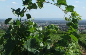 Blick durch Weinreben auf Guntramsdorf mit Landschaft im Hintergrund.