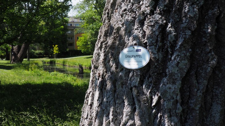 Close-up of a tree trunk with a sign indicating "gray poplar" in the castle park of Bad V&ouml;slau.