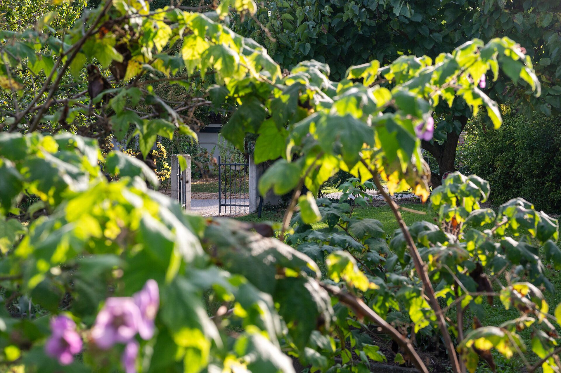 KWTD_Obstgarten Kirchberg am Wagram © Donau Niederösterreich, Claudia Schlager (6)
