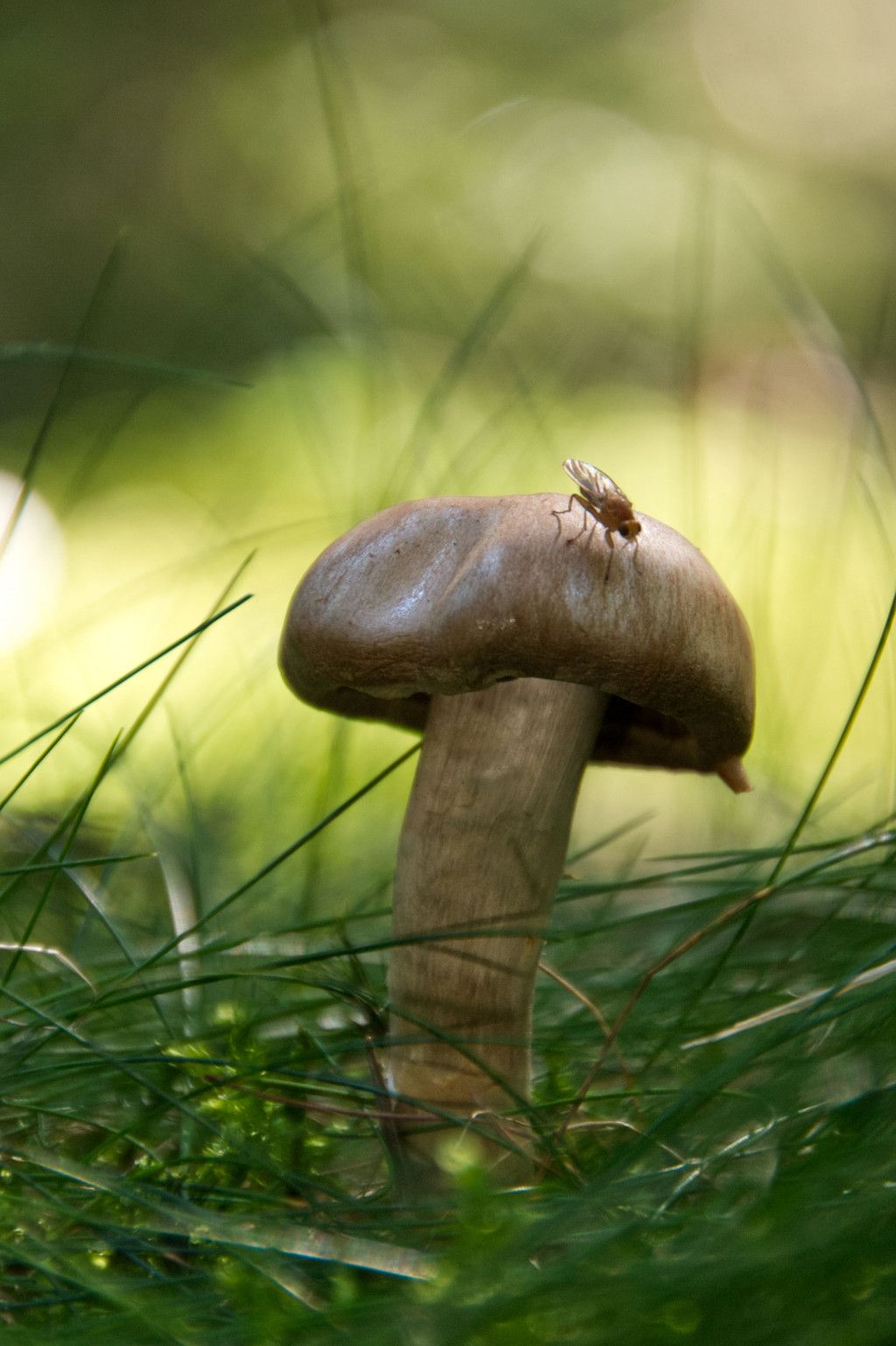 Fliegen - Pilz