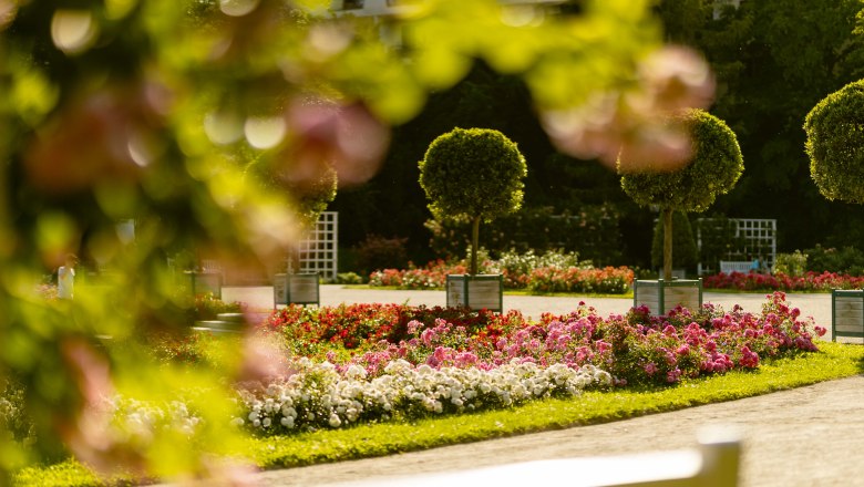 Rosen in Baden, © 2025psb/ckollerics