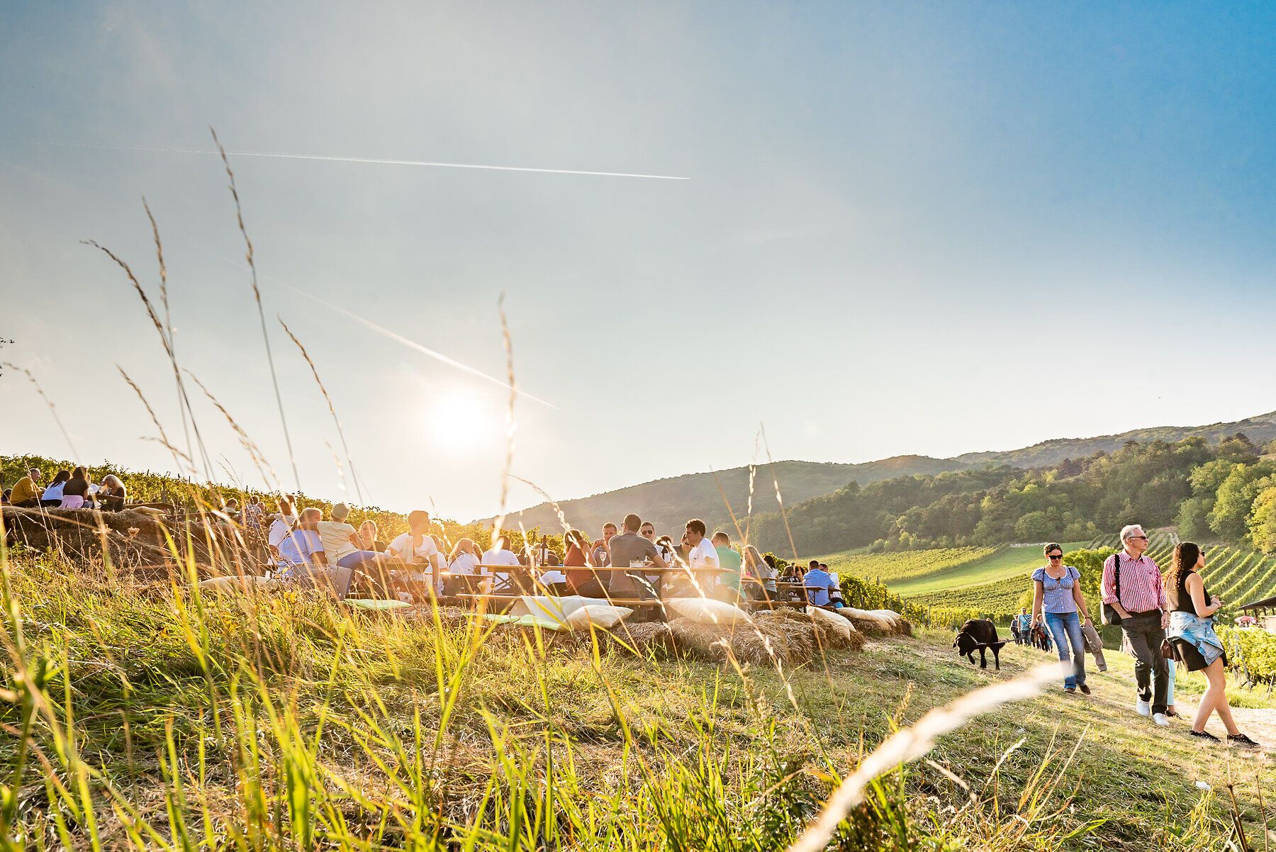 In der goldenen Herbstsonne versammeln sich Menschen auf einer malerischen Wiese, um die köstlichen Weine der Region zu genießen. Umgeben von sanften Hügeln und üppigen Weinreben, strahlt die Atmosphäre Freude und Geselligkeit aus. Ein perfekter Ort, um die Schönheit der Natur und die Vielfalt des Weins zu erleben.