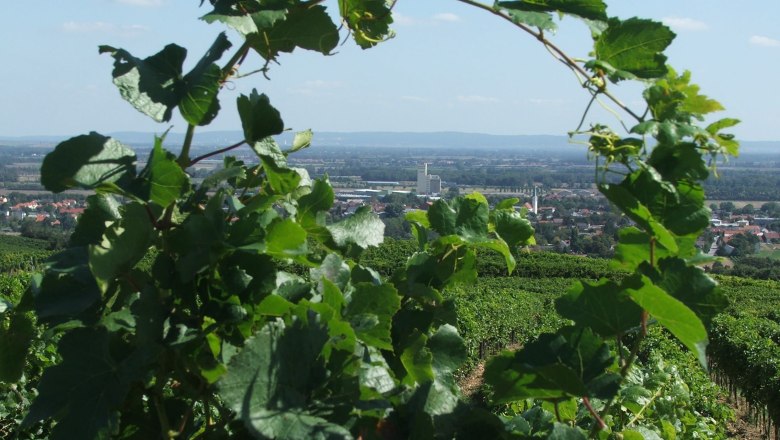 Blick durch Weinreben auf Guntramsdorf mit Landschaft im Hintergrund.