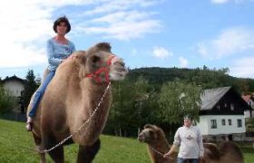 Person rides a camel, another person holds another camel in a meadow.