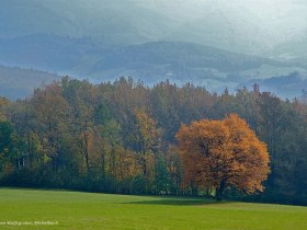 Elsbeere im Herbstkleid, © Wienerwald