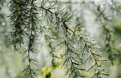 Die frischen, nadelartigen Zweige glänzen im sanften Licht, während die Tropfen des Morgentaus sanft herabfallen. Diese ruhige Szenerie lädt dazu ein, die Natur in ihrer reinsten Form zu genießen und die frische Luft des Wienerwaldes einzuatmen.
