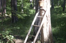Ladder on a tree in the forest with a bucket.