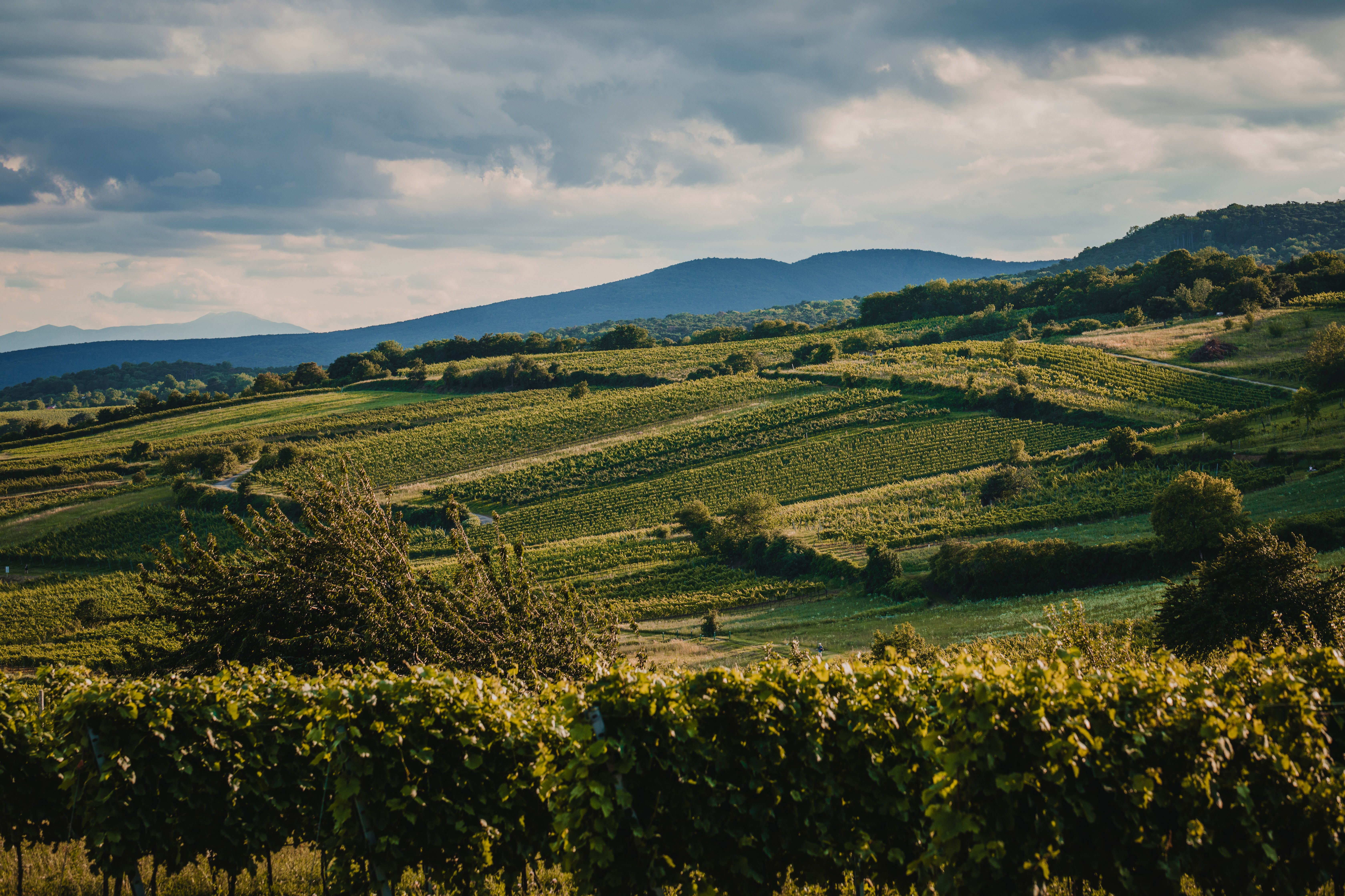 Die sanften Hügel der Weinlandschaft laden zu einem entspannten Spaziergang ein, während die Reben in der warmen Sonne leuchten. Hier, in der Thermenregion Wienerwald, entfaltet sich die Natur in voller Pracht und verspricht unvergessliche Erlebnisse für Weinliebhaber und Naturliebhaber gleichermaßen.