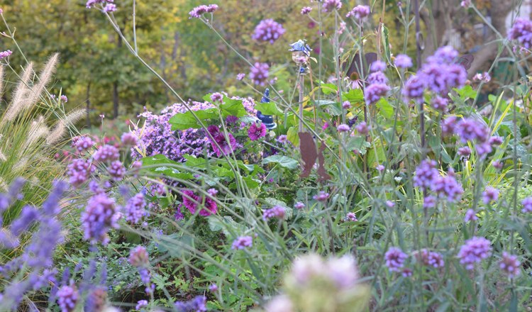 An autumnal garden with purple and pink flowers surrounded by green foliage.