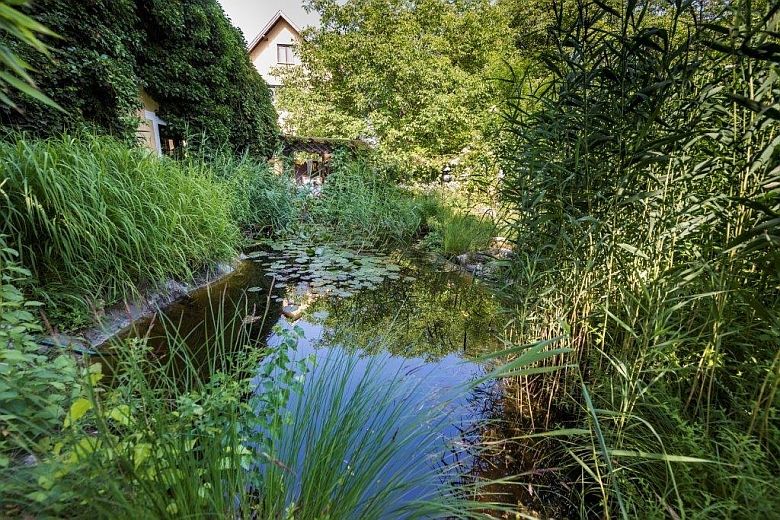 Ein idyllischer Teich mit Seerosen und üppiger Vegetation in einem Garten, im Hintergrund ein Haus.