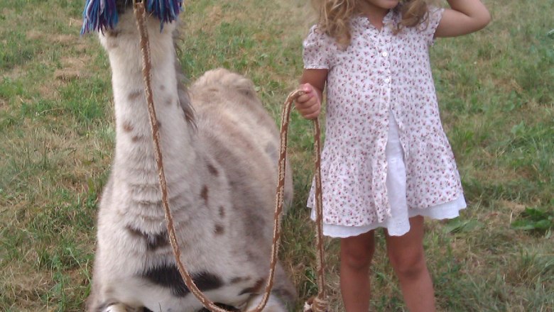 A llama sits in a meadow next to a little girl who is holding it on a leash.