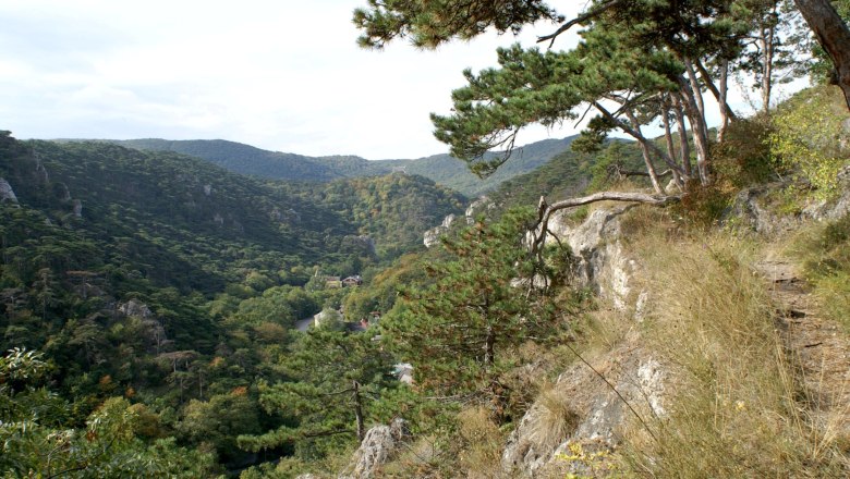 View of wooded hills in the F&ouml;hrenberge Nature Park with pine trees in the foreground.