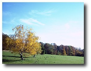 A single tree with yellow foliage stands in a green meadow with a forest in the background under a blue sky.