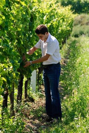 Ein Mann pflegt Weinreben in einem sonnigen Weinberg.