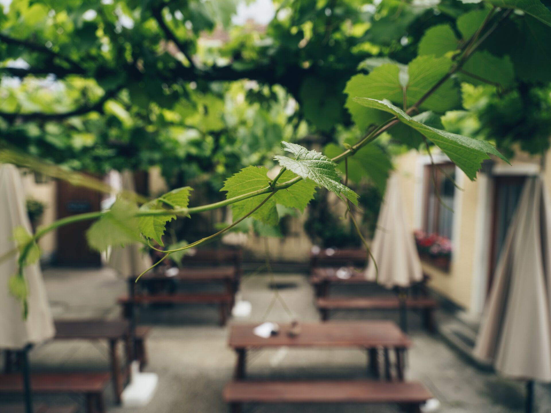 Unter der schattenspendenden Weinlaube laden rustikale Holztische zum Verweilen ein. Die sanfte Brise trägt den Duft von frischen Trauben und blühenden Pflanzen mit sich, während die Umgebung in einem harmonischen Grün erstrahlt. Hier genießen Besucher die Ruhe und die malerische Atmosphäre des Wienerwaldes.