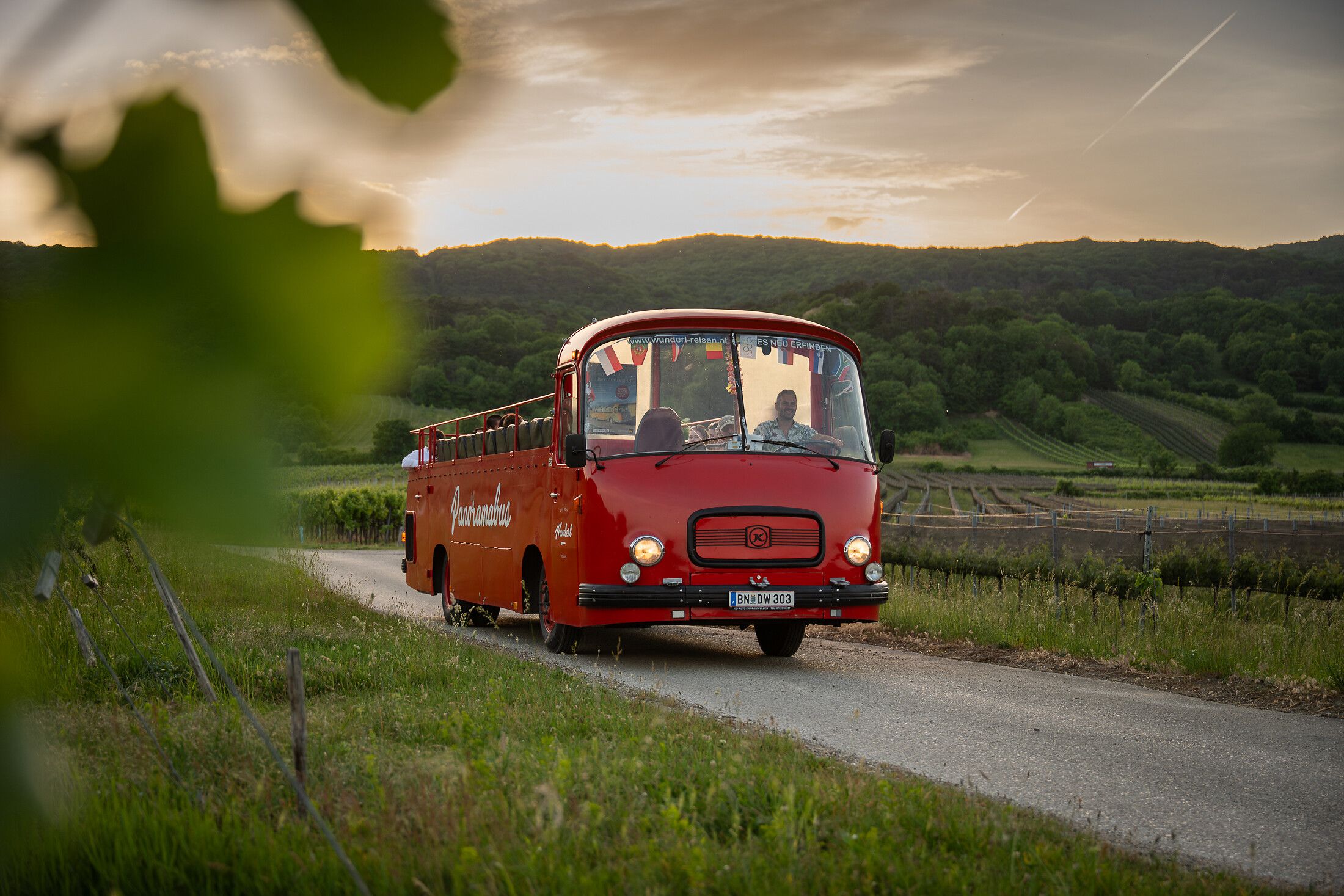 Roter Oldtimer-Panoramabus fährt in der Dämmerung eines warmen Sommertags durch die Weingärten der Thermenregion Wienerwald; sanfte Hügel und Rebzeilen umgeben die Strecke, der Buschauffeur lächelt am Steuer.