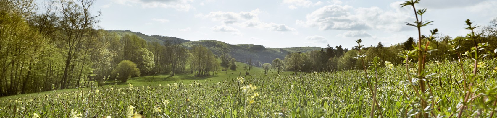 Blumenwiese Wienerwald, © Andreas Hofer