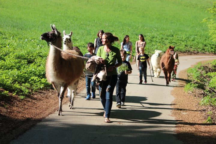 Gruppe von Menschen führt Lamas auf einem Weg durch eine grüne Landschaft.