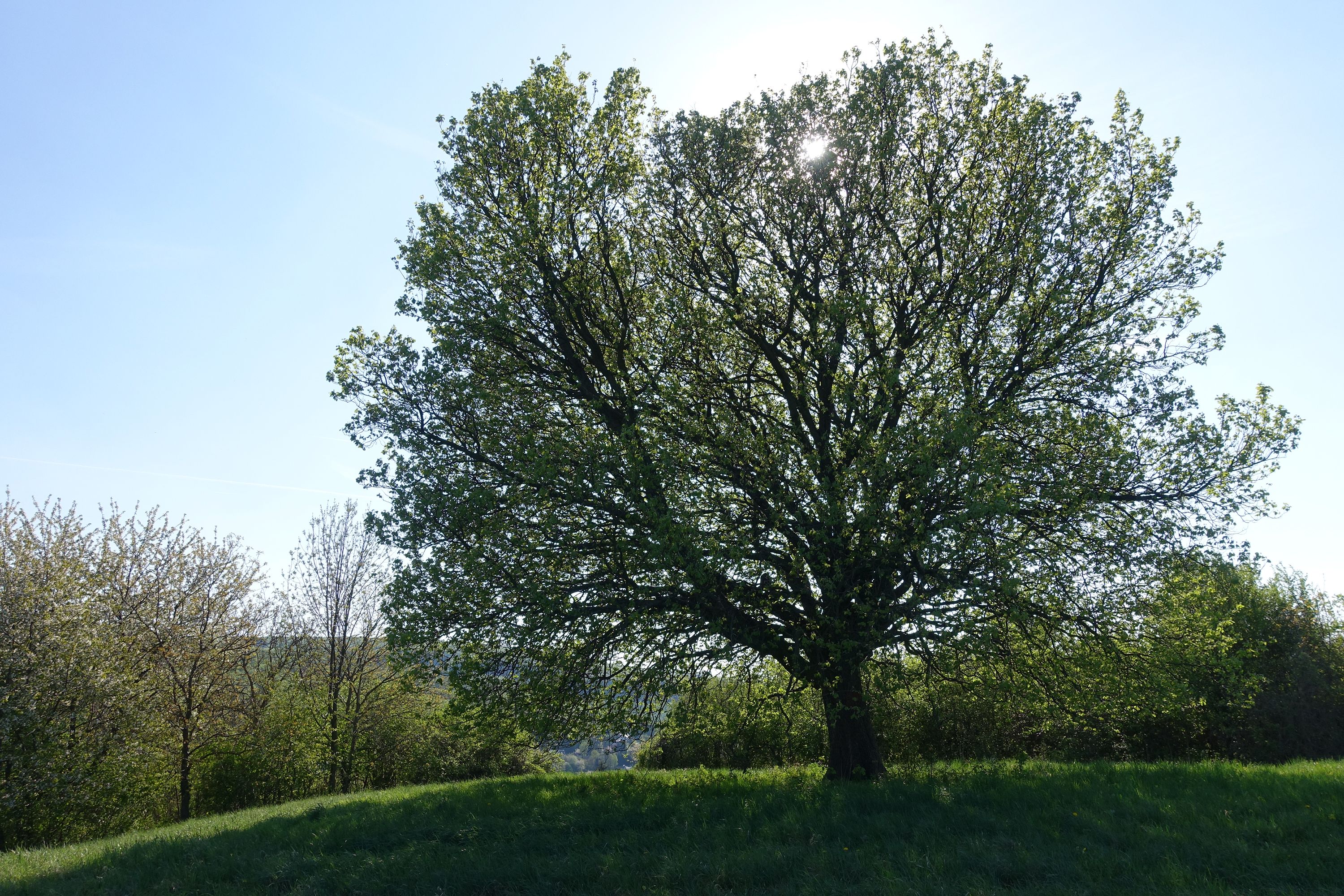 Auf einem sonnigen Hochplateau im Kierlingtal steht ein beeindruckendes Naturdenkmal: ein freistehender Elsbeerbaum, liebevoll "Die schöne Else" genannt. Diese Baumriesin entfaltet ihre majestätische Krone weit über die Landschaft und strahlt eine zeitlose Gelassenheit aus, die Besucher:innen innehalten lässt.