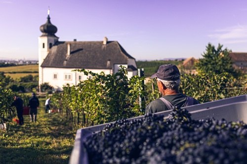 Weinlese, © Lukas Straka 