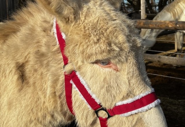 Baroque donkey, &copy; Martha Sprengnagel