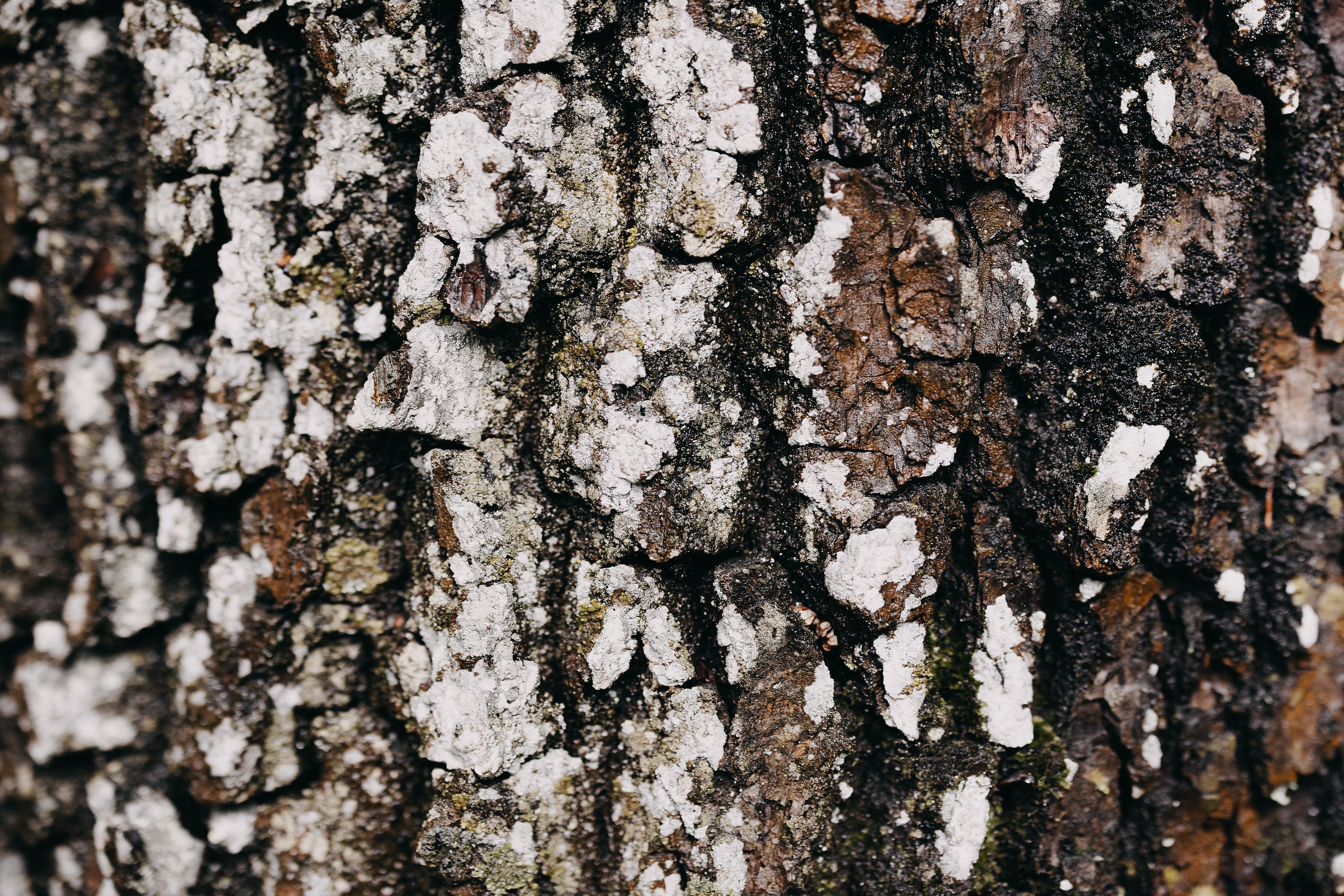 Die raue Baumrinde erzählt Geschichten von jahrzehntelanger Naturkraft und unberührter Wildnis. Hier, im Herzen des Wienerwaldes, spürt man die Ruhe und den Frieden, die nur die Natur bieten kann. Ein Ort, der zum Verweilen und Entdecken einlädt.