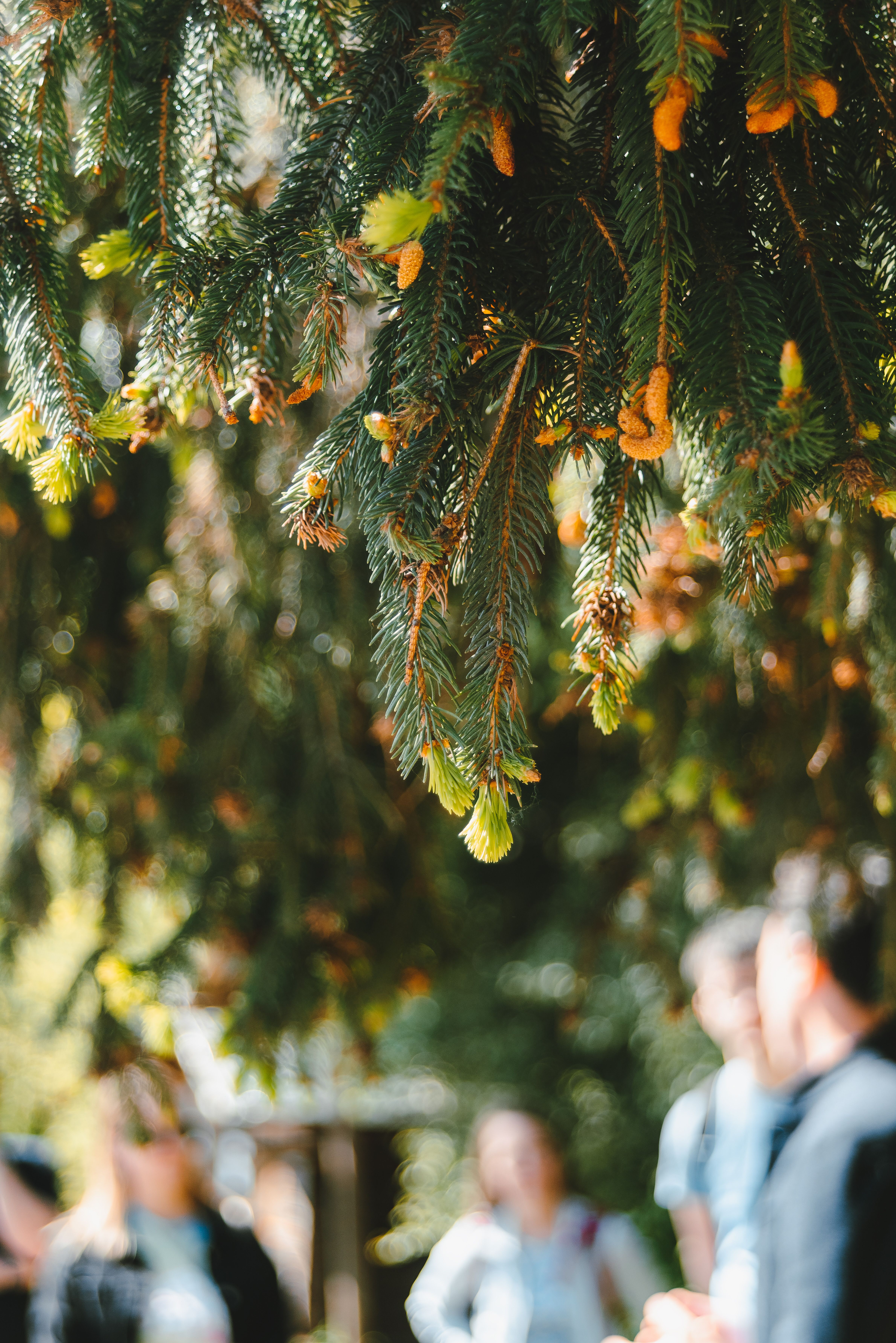Die sanften, grünen Äste der Nadelbäume hängen schwer von den frischen Blüten, während die warmen Sonnenstrahlen durch das dichte Blätterdach scheinen. In der Luft liegt der Duft von frischem Holz und das sanfte Murmeln eines nahen Baches, das die friedliche Atmosphäre des Wienerwaldes unterstreicht.