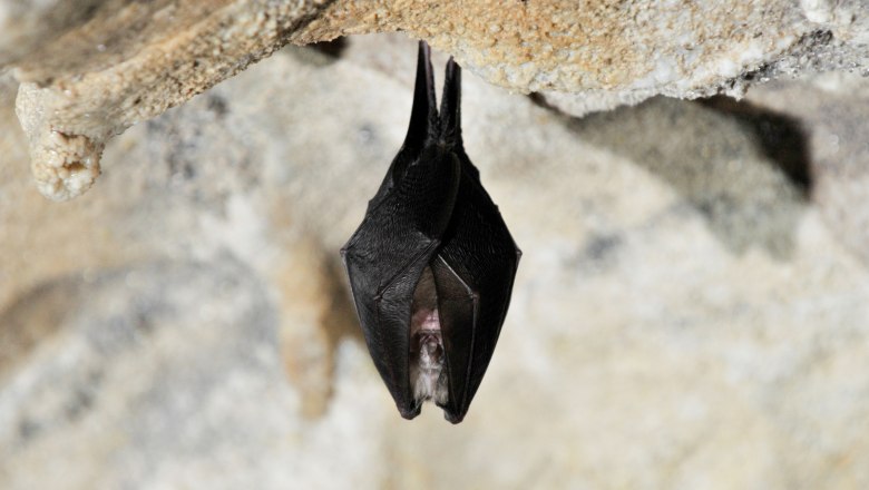 Kleine Hufeisennase, © oebf/Wolfgang Simlinger