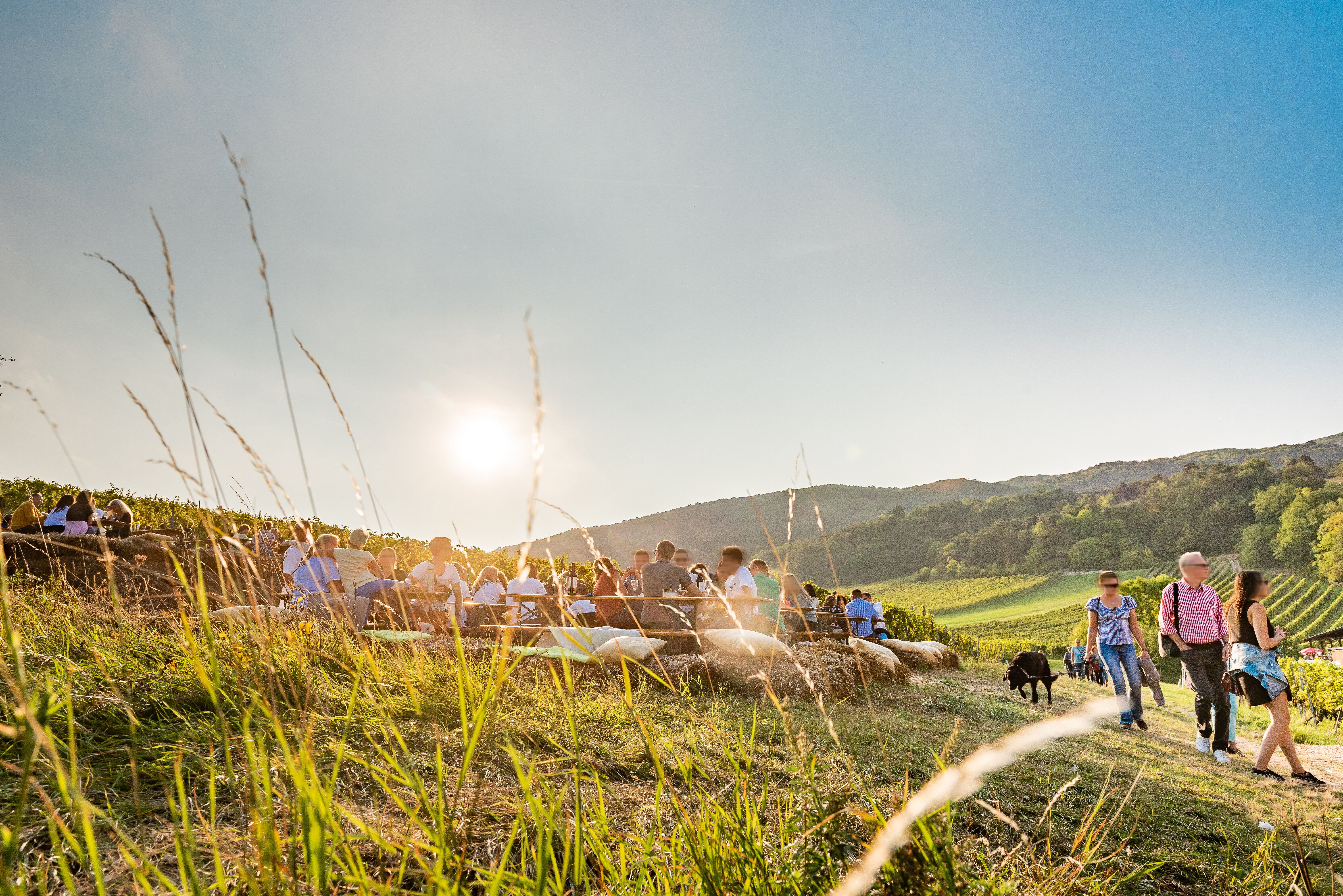 In der warmen Abendsonne versammeln sich Menschen auf einer malerischen Wiese, um die Schönheit der Natur zu genießen. Die sanften Hügel und die üppigen Weinreben schaffen eine einladende Atmosphäre, die zum Verweilen einlädt. Hier wird der Sommer in vollen Zügen gefeiert, während das Lachen und die Gespräche der Besucher die Luft erfüllen.