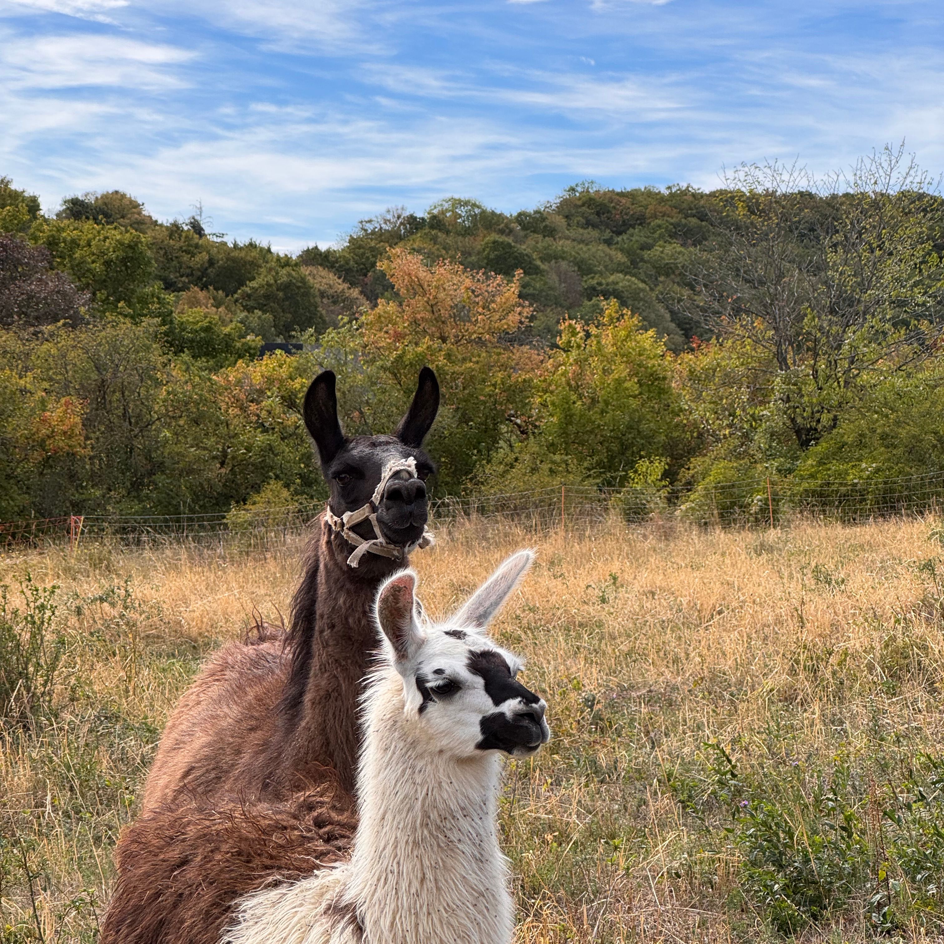 Lamas und Alpakas auf der Genussmeile